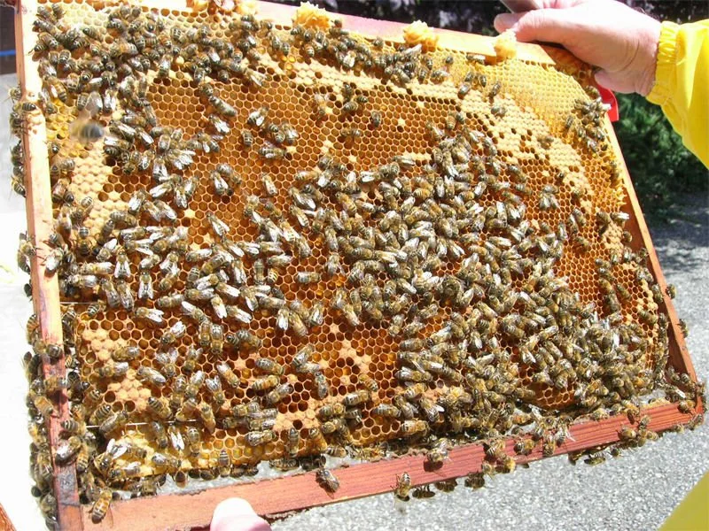 abeilles entraigues-sur-la-sorgue