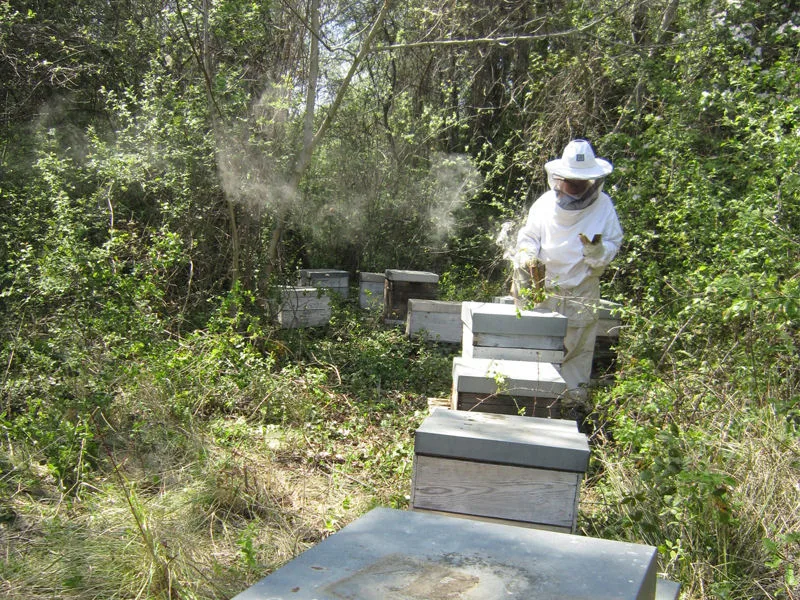 apiculteur abeilles miellerie butineuses saint-saturnin-les-avignon