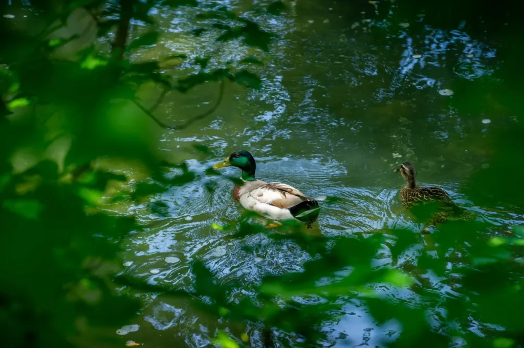 sorgue canards entraigues-sur-la-sorgue