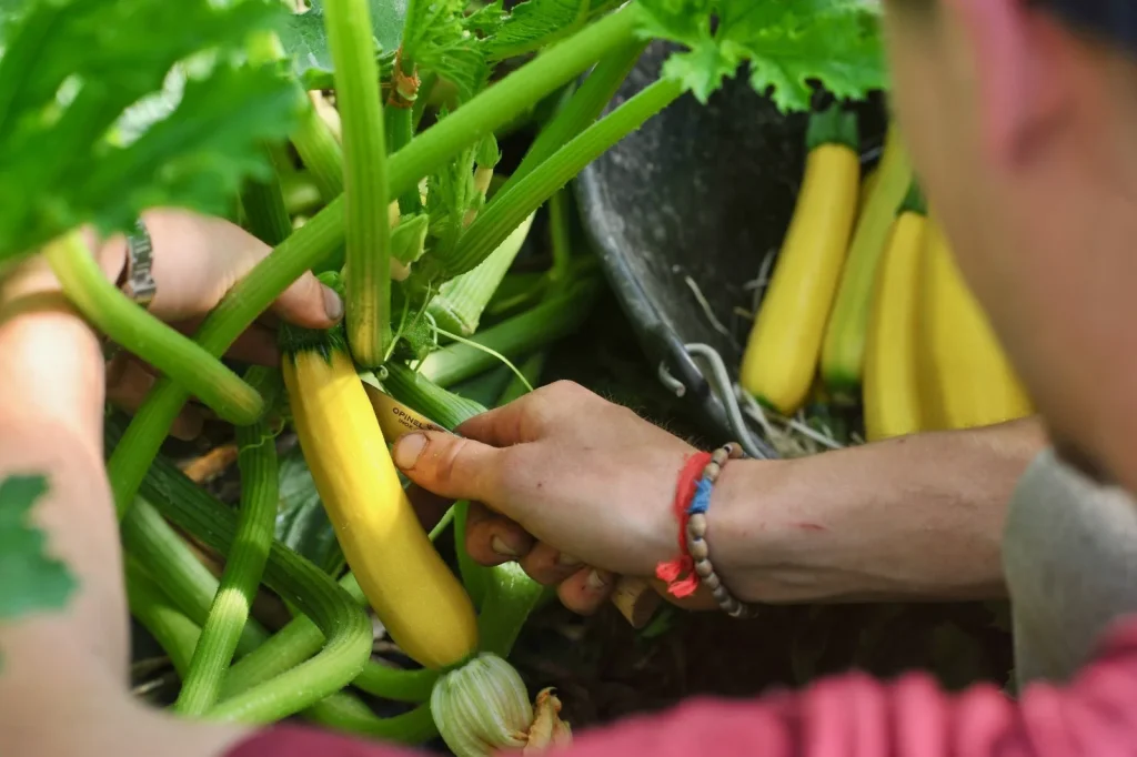 ferme envie velleron