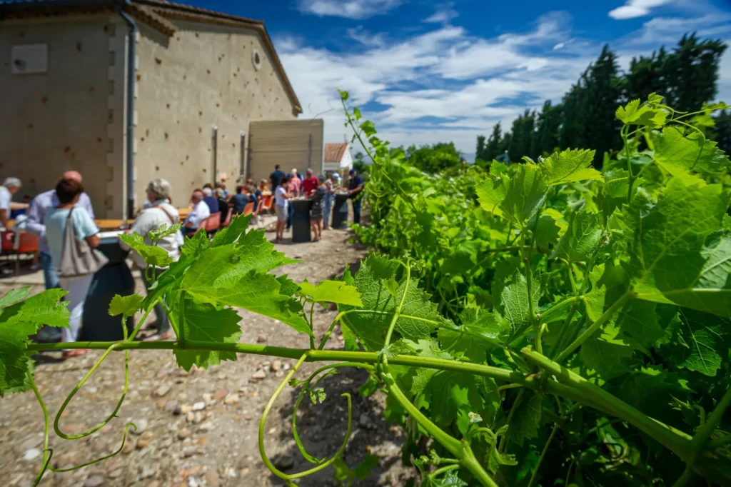 fete vigne vin domaine bois saint jean jonquerettes