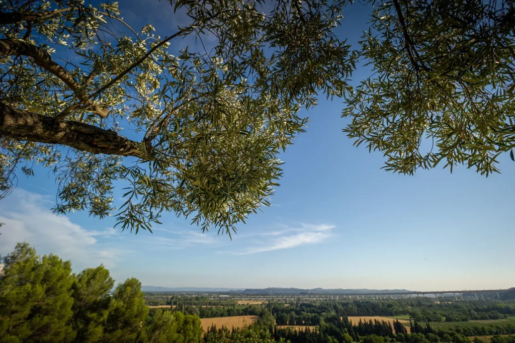 sentier plantes les angles