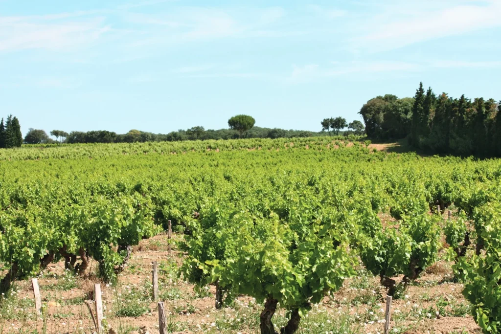 plateau vignerons roquemaure