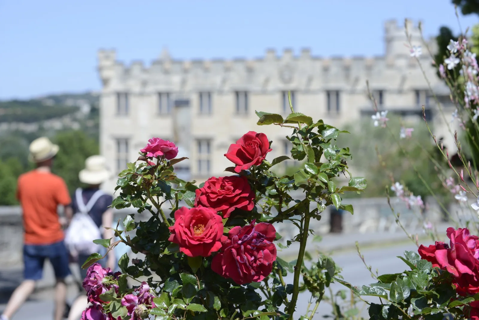 vue fleurs avignon 