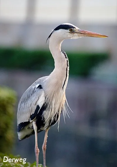 heron roquemaure miemart