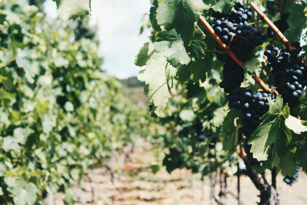 vignes-provence-pawel