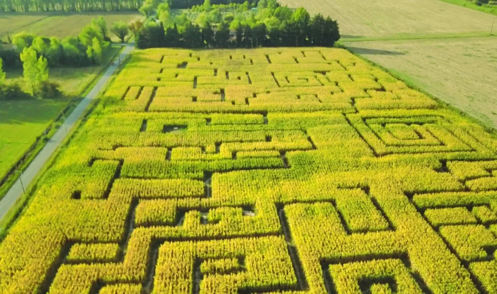 Labyrinthe des hautes herbes