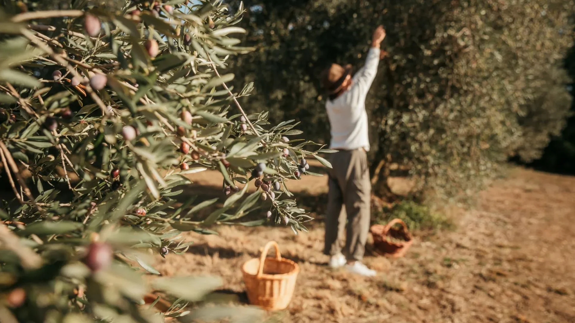 Automne en Provence