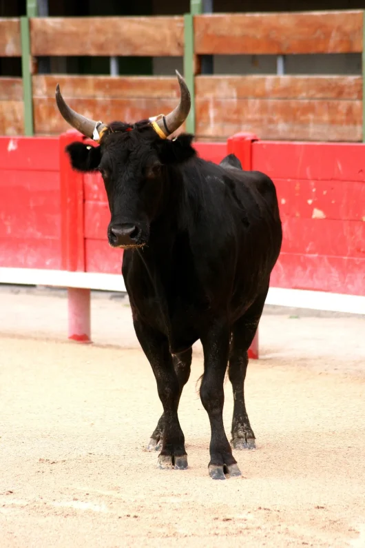 taureaux camargue