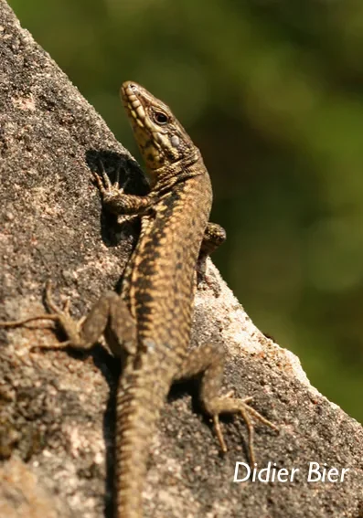 lezard vignoble roquemaure