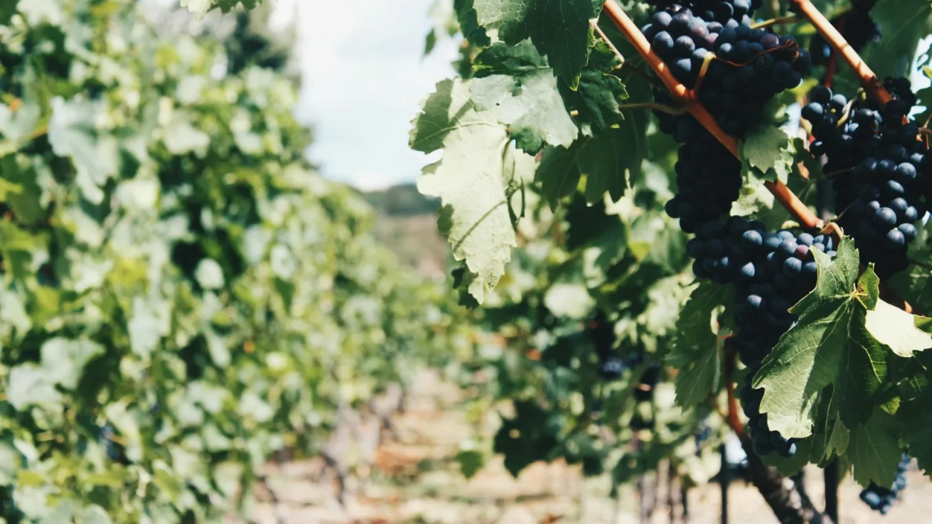 vignes-provence-pawel