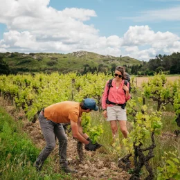 Au cœur des vignes dans le Grand Avignon